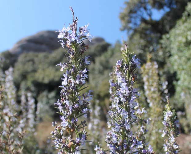 Salvia Rosmarinus Officinalis Romero Aceite Esencial