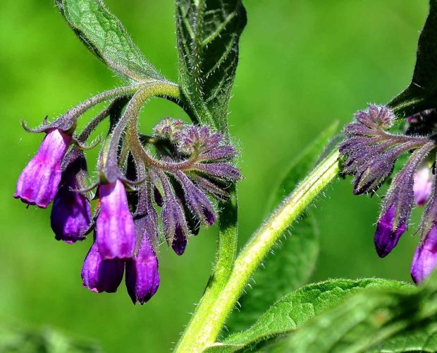 Acerca de la Consuelda como ingrediente en los productos Abilia