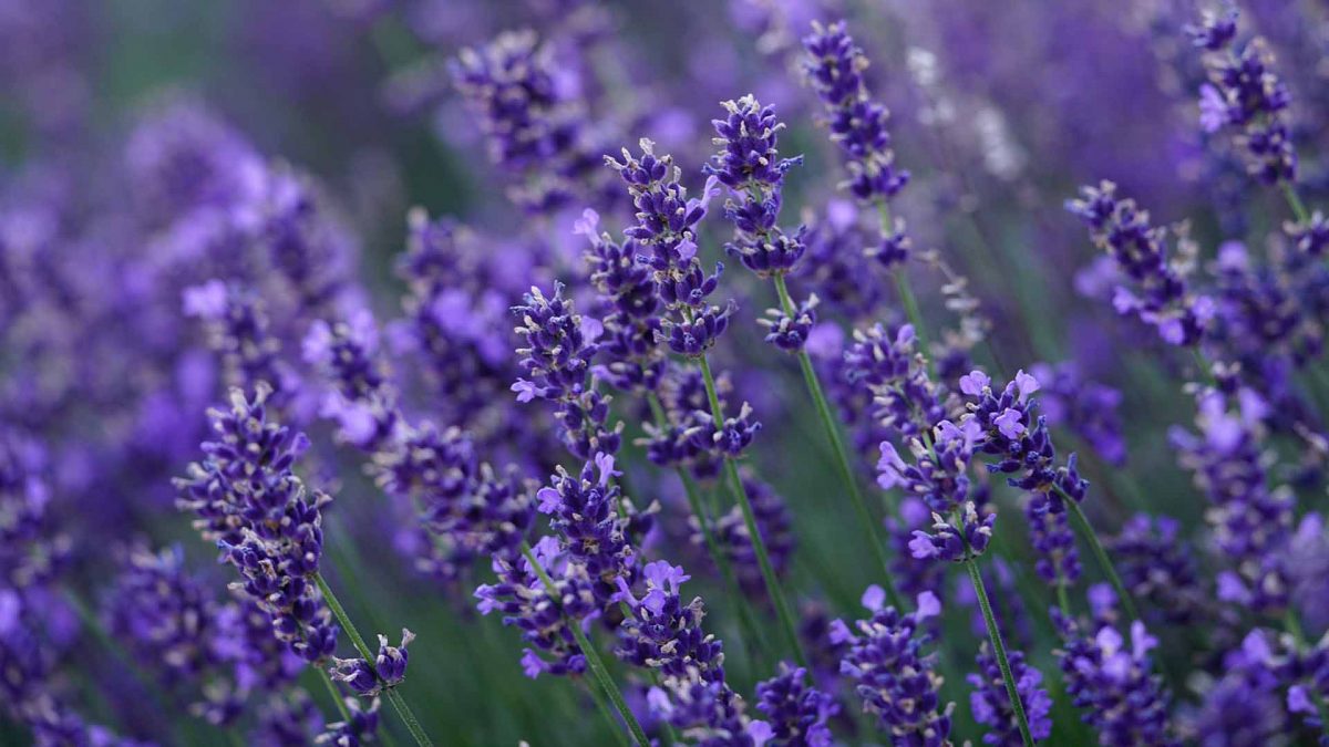 Lavandula Angustifolia Propiedades | Abilia