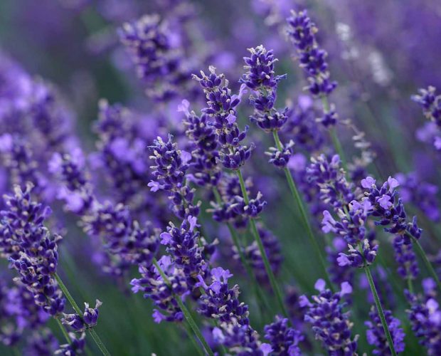 Acerca de la Lavanda como ingrediente en los productos Abilia