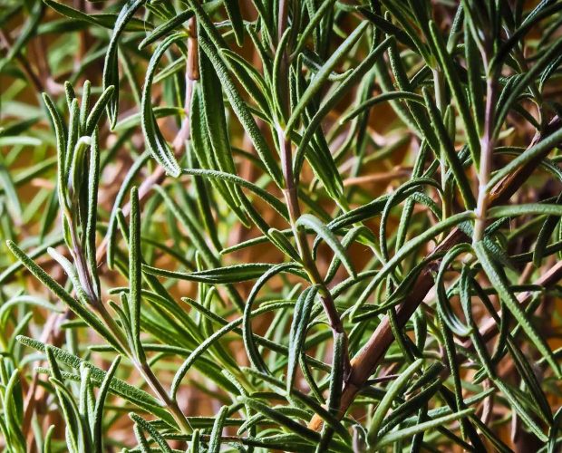 Acerca de l Romero como ingrediente en los productos Abilia
