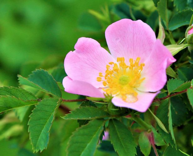 Acerca de la Rosa Mosqueta como ingrediente en los productos Abilia