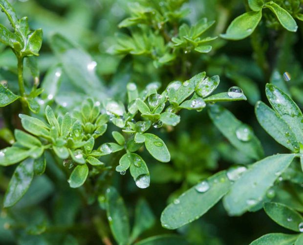 Acerca de la Ruda como ingrediente en los productos Abilia