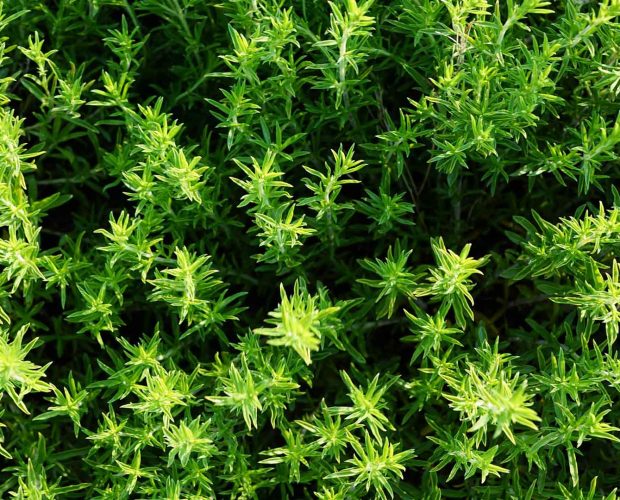 Acerca del Sésamo como ingrediente en los productos Abilia