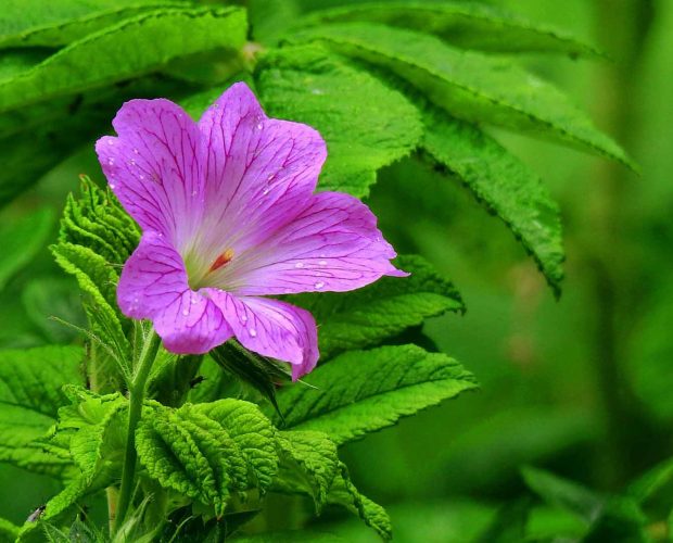 Acerca de la Consuelda como ingrediente en los productos Abilia