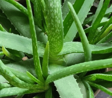 aloe vera barbadiensis cosmetica bio