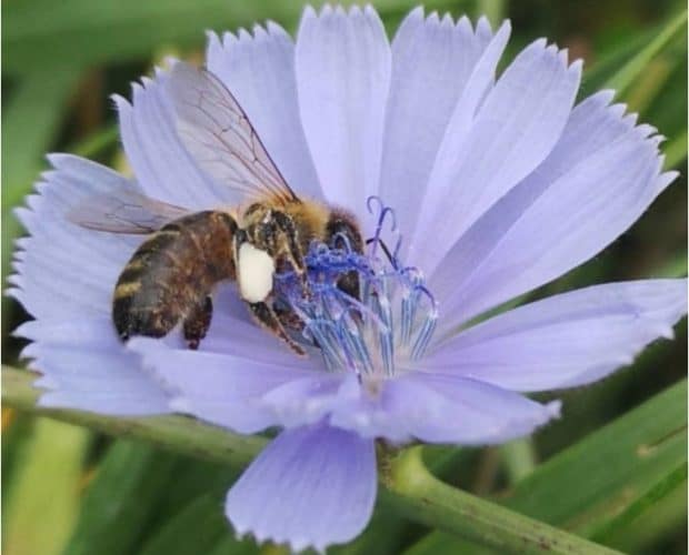 Achicoria (Cichorium Intybus L.)