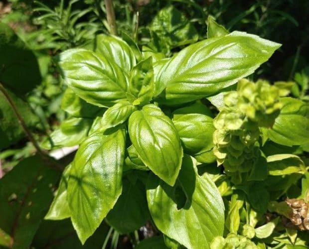 Albahaca (Ocimum Basilicum)