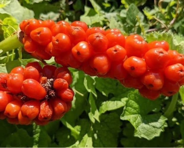Aro (Arum Maculatum L.)
