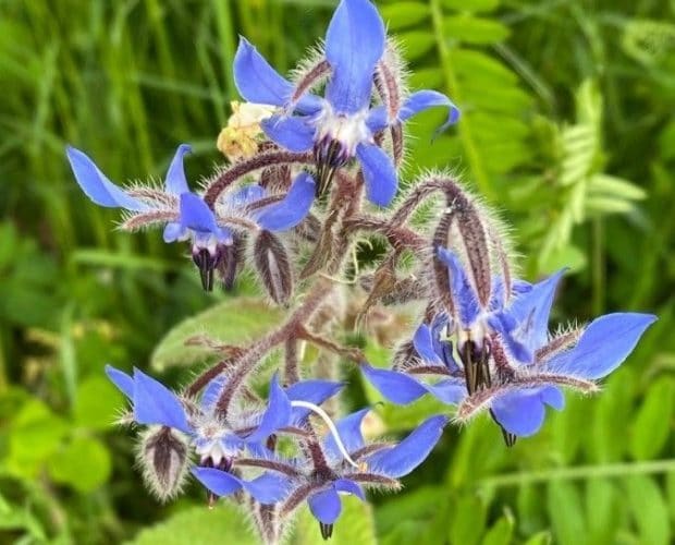 flor borraja planta