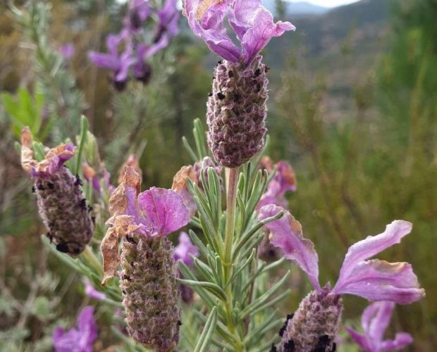 cantueso lavanda jardin francesa