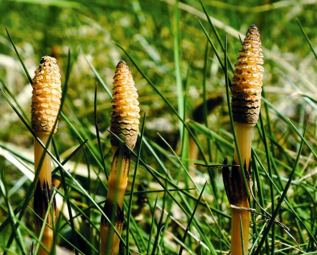 Cola de caballo (Equisetum arvense)
