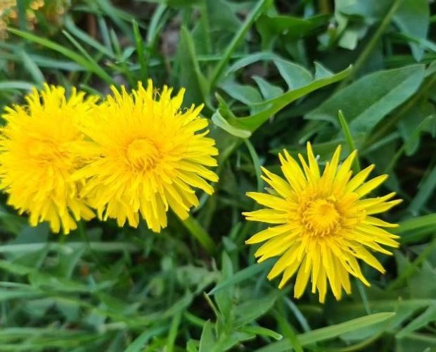 Diente de León (Taraxacum officinale)