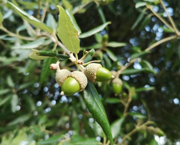 Encina (Quercus Ilex)
