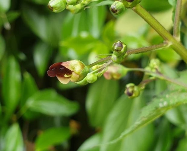 Escrofularia (Scrophularia Nodosa)