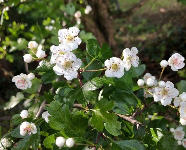 Espino Blanco (Crataegus monogyna)