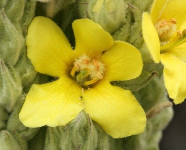 Gordolobo (Verbascum thapsus)