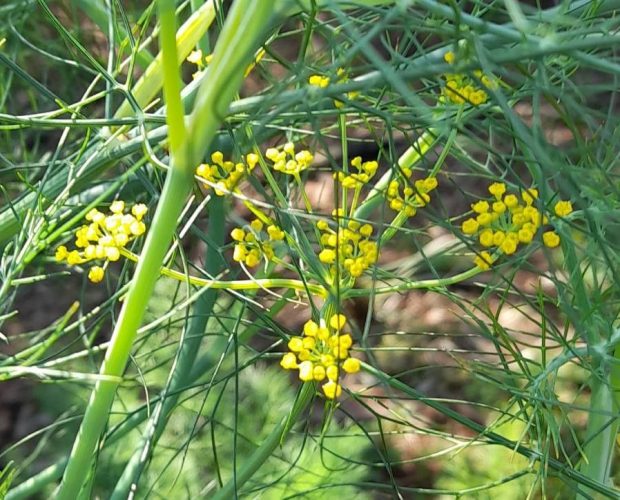 Hinojo (Foeniculum Vulgare)