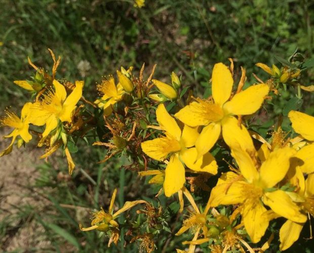Hipérico (Hypericum perforatum L.)