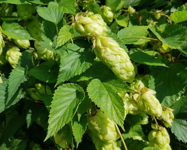 Lúpulo (Humulus lupulus)