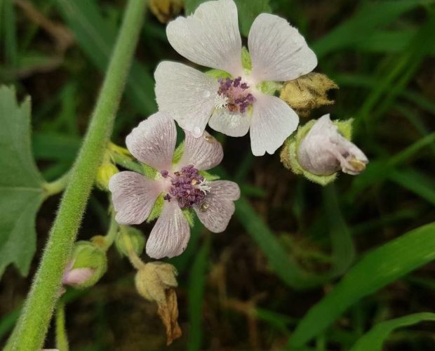 Malvavisco (Althaea officinalis)