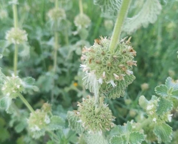 Marrubio (Marrubium vulgare)
