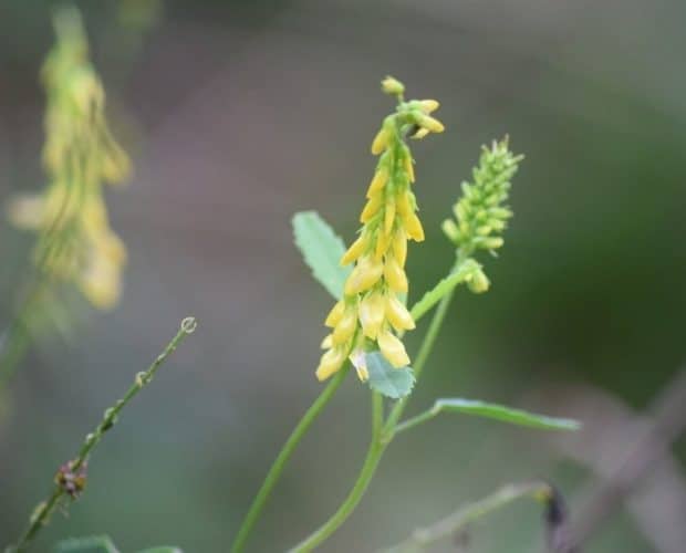 Meliloto (Melilotus officinalis)